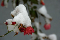 Schnee-Rosen zu Silvester 2014  in Neumarkt am Wallersee