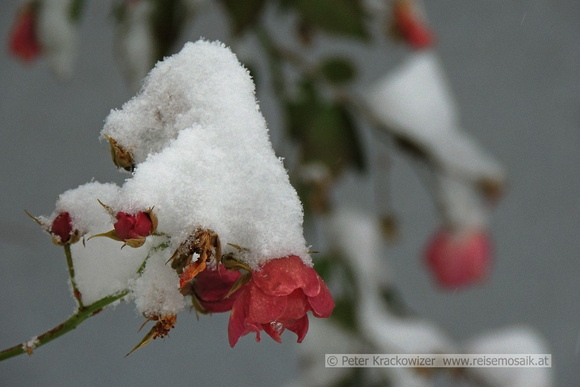 Schnee-Rosen zu Silvester 2014  in Neumarkt am Wallersee