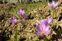Krokus im Garten März 2015