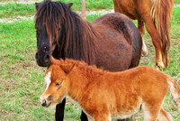 Henndorfer Ponys