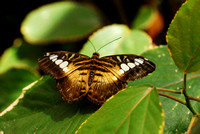 Schmetterlingshaus Insel Mainau