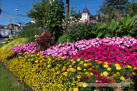Salzburg Rehrlplatz Blumeninsel 1. Juli  2016 09
