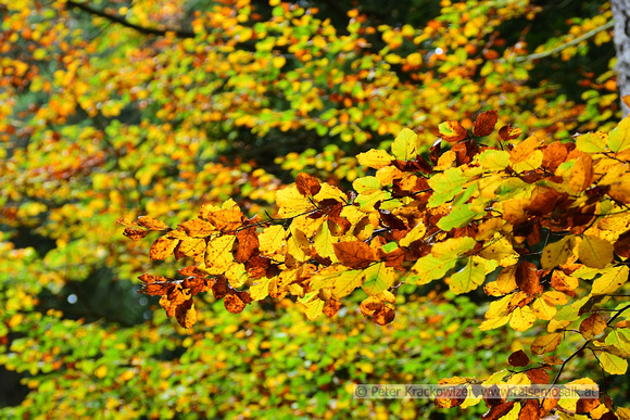 Sommerholz Herbstwald