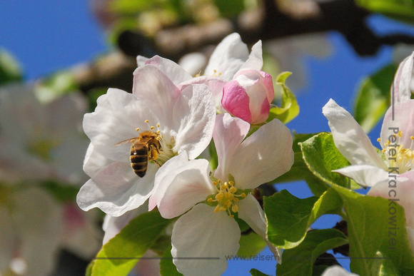 Apfelblüte mit Biene