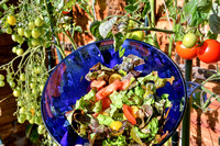 Salat aus dem Garten am 17. Oktober 2022