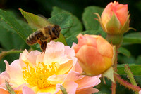 Biene auf Rosenstrauch 30. Juni 2016