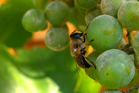 Biene auf Weintraube 13. August 2016 01