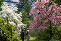 Wien Botanischer Garten Frühling