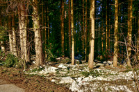 Schneebruch in den Wäldern von Neumarkt am Wallersee