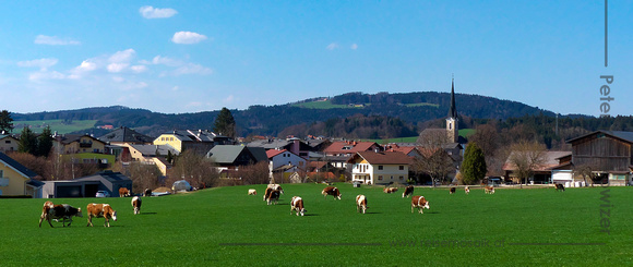 Kühe im Zentrum von Neumarkt am Wallersee