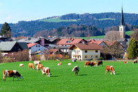 Kühe im Zentrum von Neumarkt am Wallersee