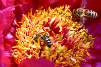 Pfingstrose mit Biene(n)