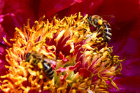Pfingstrose mit Biene(n)