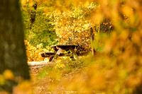 Lainzer Tiergarten Wien im Herbst