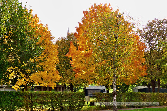 Herbst in der Wallersee Ostbucht
