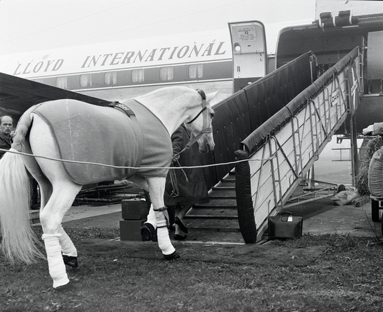 Oktober 1964: Pferde-Verladung für die Olympiade in Tokyo am Flughafen Zürich-Kloten.