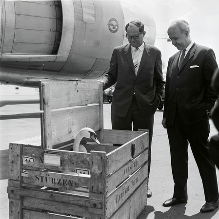 1.6.1966 Schwanen-Transport nach New York City in Zürich-Kloten. Links: Stadtpräsident Zürich, Sigmund Widmer.