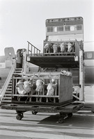 Direkte Verladung der Rinder im Frachthof Zürich vom Lastwagen in den Container für den Lufttransport ca. 1973.