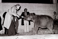 24.3.1976 Ceyla-Himali, Elefantentransport von Sri Lanka nach Zürich-Zoo.