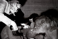 24.3.1976 Ceyla-Himali, Elefantentransport von Sri Lanka nach Zürich-Zoo.