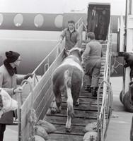 1971-1973: Viehverladung in die Vickers Vanguard der Invicta International am Flughafen Zürich-Kloten. Der Offen-Verlad ohne spezielle Behälter für die Tiere über eine Rampe war damals noch möglich.