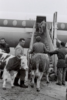 1971-1973: Viehverladung in die Vickers Vanguard der Invicta International am Flughafen Zürich-Kloten. Der Offen-Verlad ohne spezielle Behälter für die Tiere über eine Rampe war damals noch möglich.