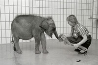 11.6.1984 Elefantenbaby "Jayathu" fliegt nach New York und wird am 18.6. auf dem Rasen des Weissen Hauses an Präsident Ronald Reagan übergeben.