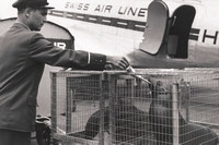 15.7.1956, Seelöwen nach San Diego in Swissair-Maschine in Zürich-Kloten