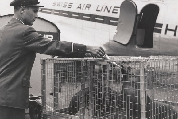 15.7.1956, Seelöwen nach San Diego in Swissair-Maschine in Zürich-Kloten