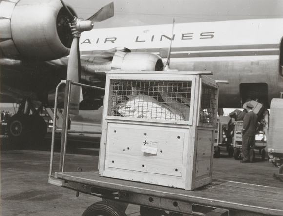 A Pelican arriving from Beirut in Zurich on our regular flight SR 311, 18.4.1955