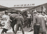 Frachtverladung von Pferden in die Douglas DC-6a Freighter, HB-IBB "Nidwalden" in London, Bilddatierung 1960-1970