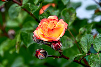 Rosenblüte im Wiener Volksgarten