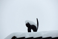 der Schnee lässt die Katze kalt